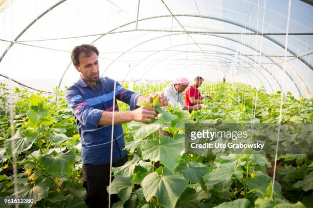 April 23: Refuge camp Domiz 1 in the district Semeel. Men at work in a greenhouse where cucumbers are cultivated. The agricultural projects serve the...