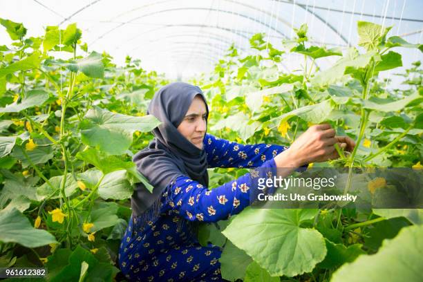April 23: Refuge camp Domiz 1 in the district Semeel. A woman at work in a greenhouse where cucumbers are cultivated. The agricultural projects serve...