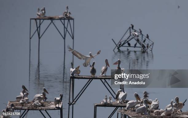 Dalmatian pelicans are seen on artificial platforms to support their incubation process at the Birds Paradise National Park near Lake Manyas, in...