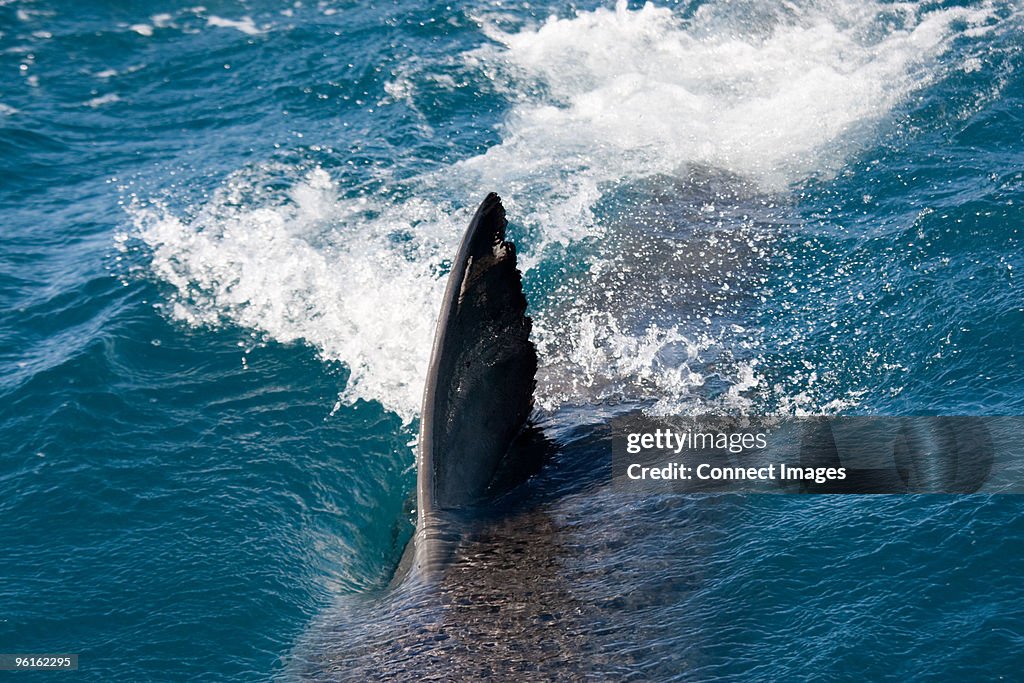 Dorsal fin of Great White Shark.
