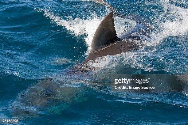 dorsal fin of great white shark. - dorsal fin stock pictures, royalty-free photos & images