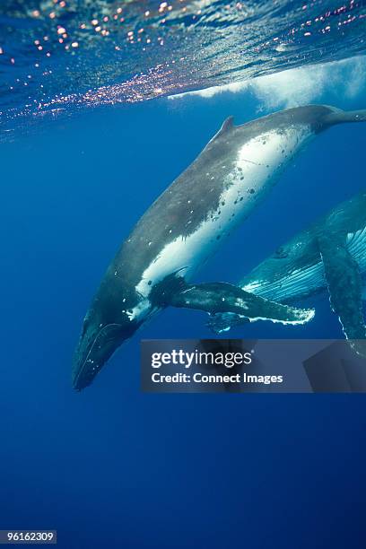 behavior of humpback whales - eutheria stock-fotos und bilder