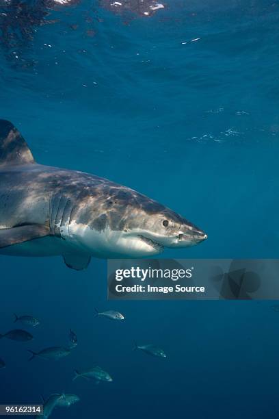 great white shark. - chondrichthyes stock-fotos und bilder