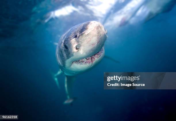 great white shark - facing things head on stock pictures, royalty-free photos & images