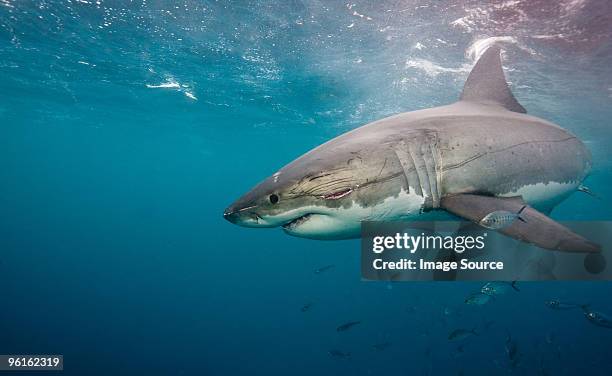 great white shark - chondrichthyes stock-fotos und bilder