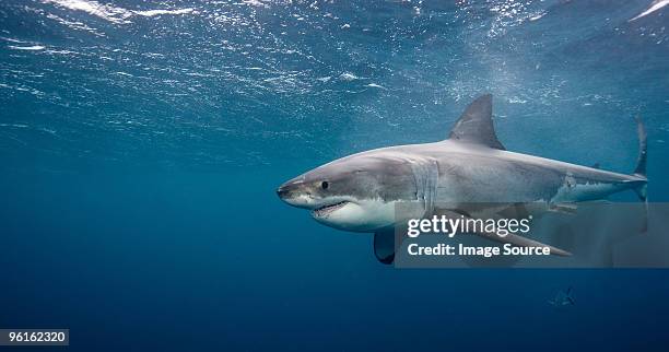 great white shark - chondrichthyes stock pictures, royalty-free photos & images