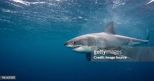 great white shark - snout 個照片及圖片檔