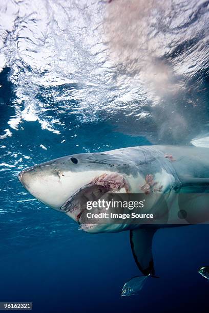 great white shark - chondrichthyes stock pictures, royalty-free photos & images