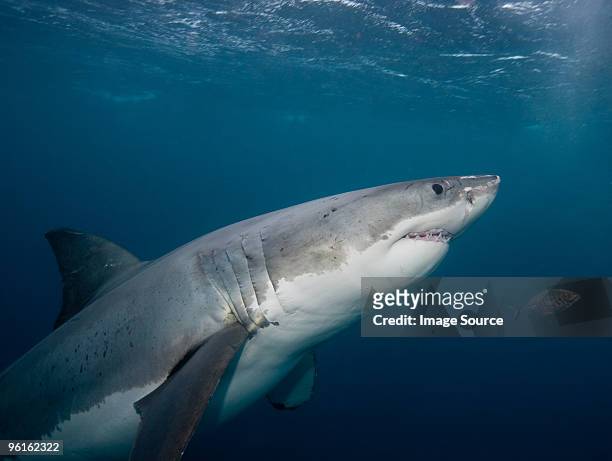 great white shark - chondrichthyes stock pictures, royalty-free photos & images