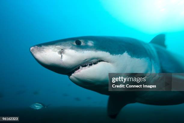 great white shark - chondrichthyes stock pictures, royalty-free photos & images