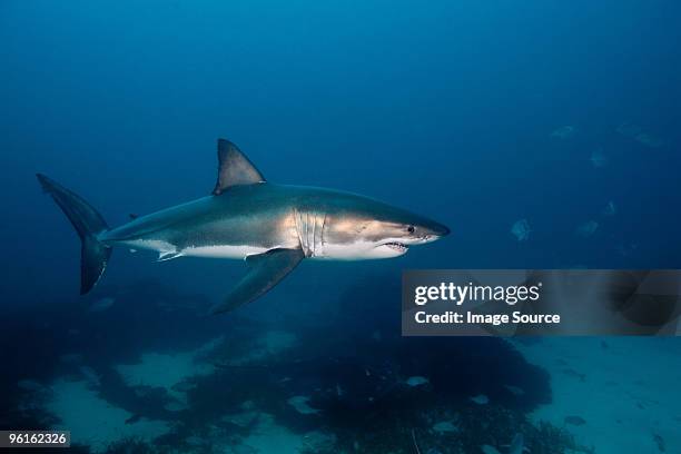 great white shark - chondrichthyes stock pictures, royalty-free photos & images