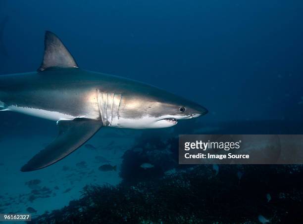 great white shark - chondrichthyes stock-fotos und bilder