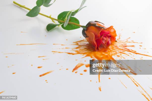 splash of rose - maroon roses stock pictures, royalty-free photos & images