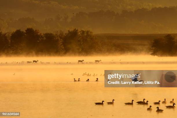 whitetail deer crossing a small lake on a foggy morning at sunrise - deer crossing stock pictures, royalty-free photos & images