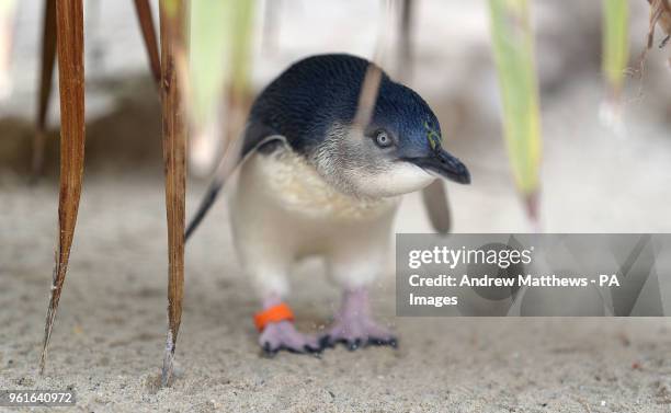Fairy penguin, also known as a little blue penguin, in its new enclosure at the Weymouth Sea Life Adventure Park in Dorset, ahead of its opening to...