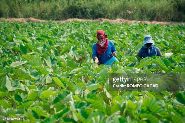 This picture taken on March 13, 2018 shows Thai farmers applying fertilizer on a taro field in Suphan Buri province. - Thailand was ranked the...