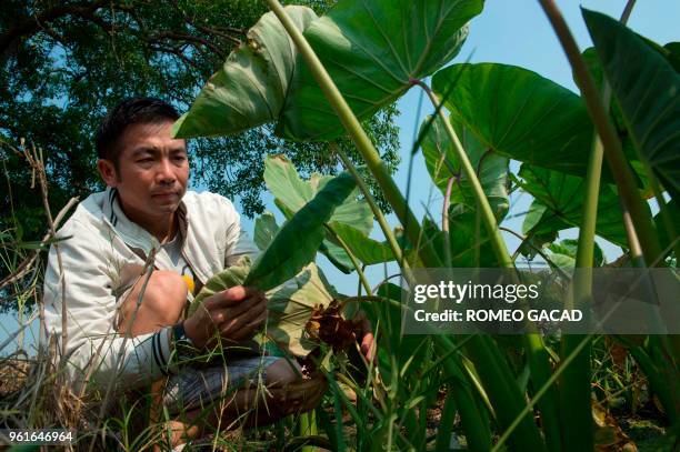 This picture taken on March 13, 2018 shows Thai farmer Santi Chinsuwan checking taro plantation sprayed with pesticide to keep away insects in Suphan...