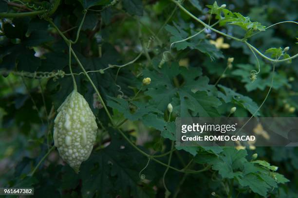 This picture taken on March 28, 2018 shows a bitter gourd vegetable plant at an organic farm in Chachoengsao province. - Thailand was ranked the...