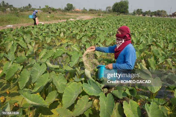 This picture taken on March 13, 2018 shows Thai farmers applying fertilizer on a taro field in Suphan Buri province. - Thailand was ranked the...