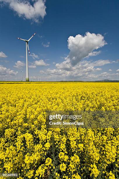 aerogenerador detrás de semillas oleaginosas de colza campo - bio diesel fotografías e imágenes de stock