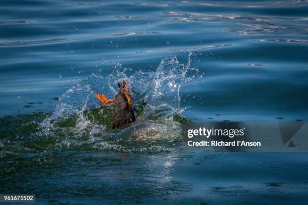 tufted, or crested, puffin (fratercula cirrhata) diving into sea at avacha bay - tufted puffin stock pictures, royalty-free photos & images