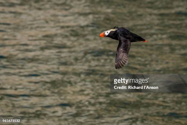 tufted, or crested, puffin (fratercula cirrhata) flying over sea at avacha bay - tufted puffin stock pictures, royalty-free photos & images
