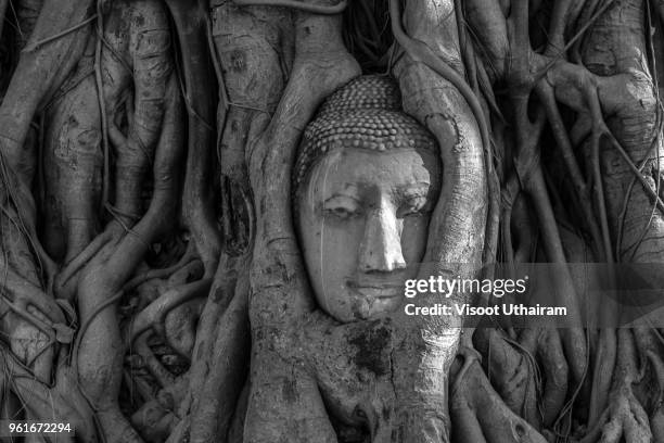 ancient buddha head in tree roots - buddha face stockfoto's en -beelden