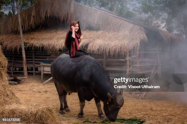 the lifestyle of rural girl with buffalo at countryside. - muscle d'un animal photos et images de collection