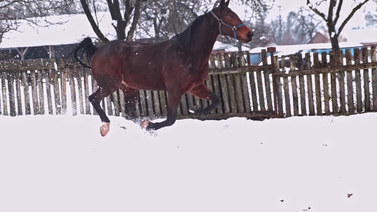 Horse Running Side View Videos and HD Footage - Getty Images
