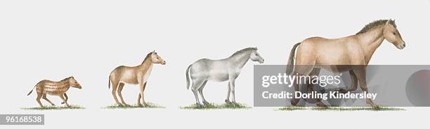 bildbanksillustrationer, clip art samt tecknat material och ikoner med illustration of evolution of the horse - händer kamp