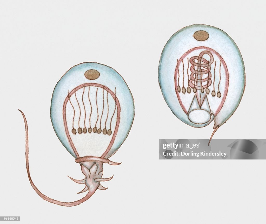 Cross section illustration showing how a jellyfish stings