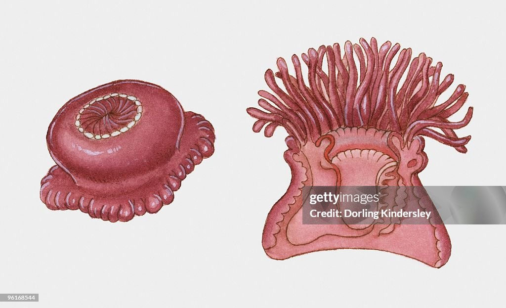 Cross section illustration of Sea Anemone