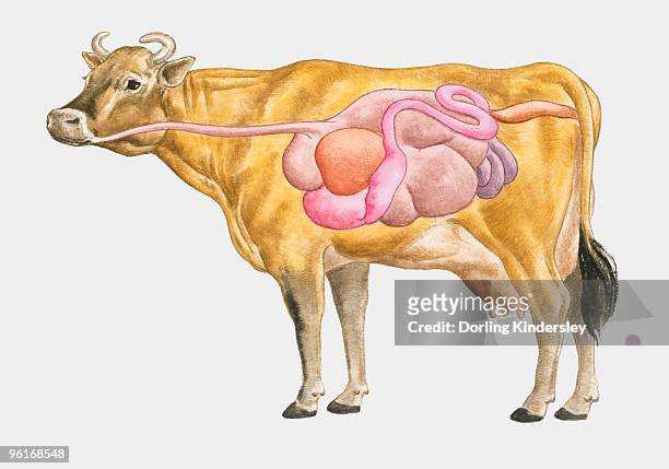 ilustrações, clipart, desenhos animados e ícones de cross section illustration of cow digestive system - mamífero ungulado