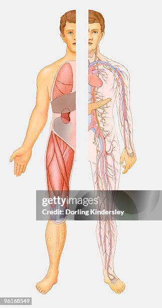 illustration of internal systems of human body - menschliche bauchspeicheldrüse stock-grafiken, -clipart, -cartoons und -symbole