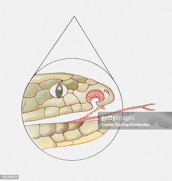 cross section illustration of snake's mouth showing vomeronasal organ and forked tongue - forked tongue stock illustrations