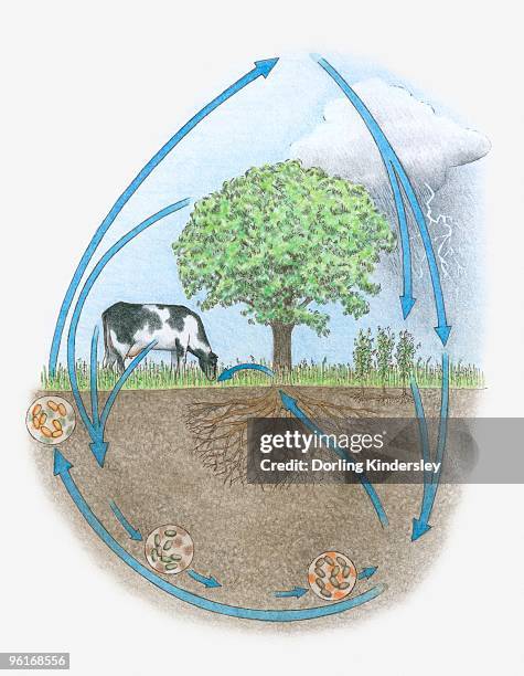 stockillustraties, clipart, cartoons en iconen met illustration of nitrogen cycle in biosphere - biosphere planet earth