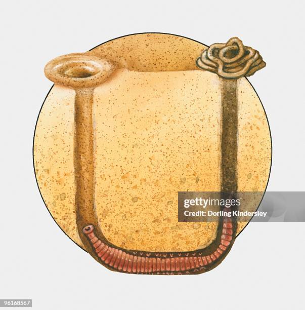 cross section illustration of lugworm in u-shaped burrow and coiled cast on surface of sand above - underground cross section stock illustrations