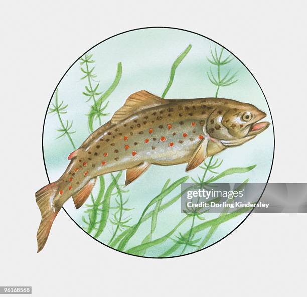 ilustraciones, imágenes clip art, dibujos animados e iconos de stock de illustration of brown trout (salmo trutta morpha fario - reo