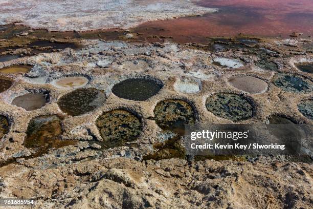 Musht 1,331 Mud Fish Stock Photos, High-Res Pictures, and Images - Getty Images