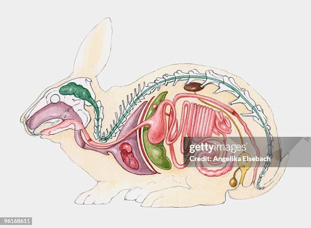 ilustrações de stock, clip art, desenhos animados e ícones de cross section illustration of internal anatomy of male rabbit - digestive system