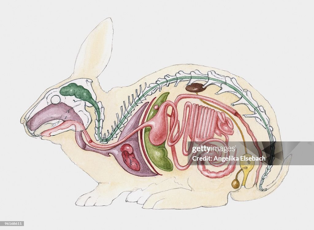 Cross section illustration of internal anatomy of male rabbit