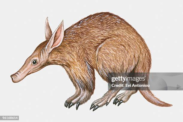 ilustrações de stock, clip art, desenhos animados e ícones de illustration of aardvark (tubulidentata) - porco formigueiro