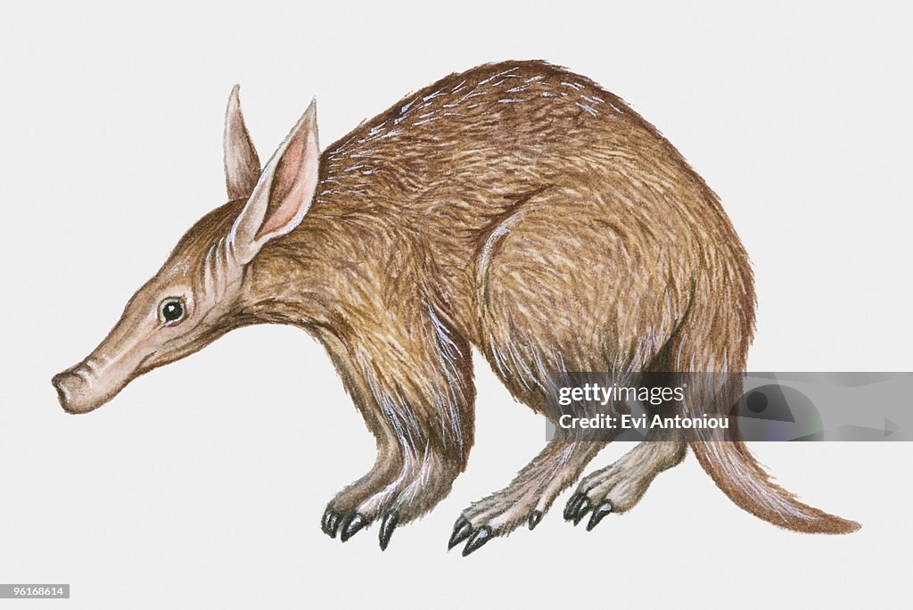 Illustration of Aardvark (Tubulidentata)