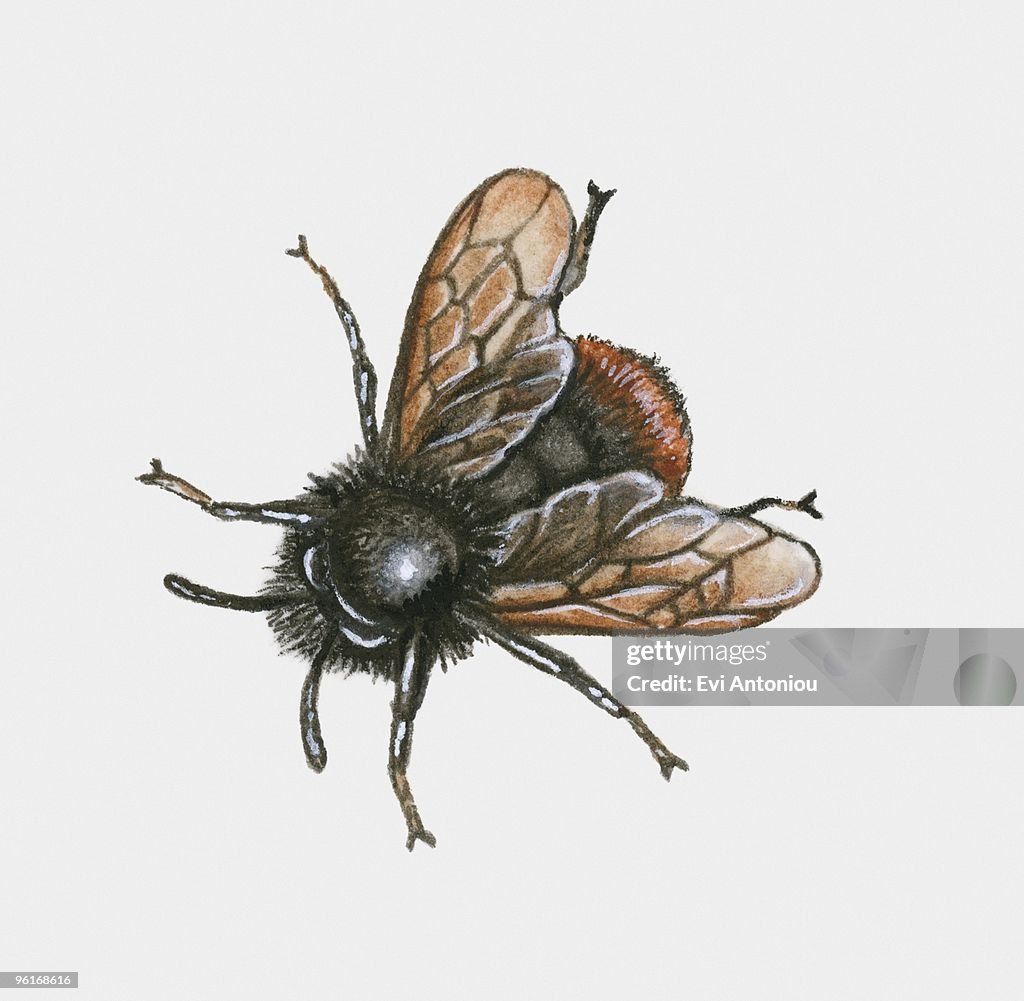 Illustration of Bumblebee (Bombus)
