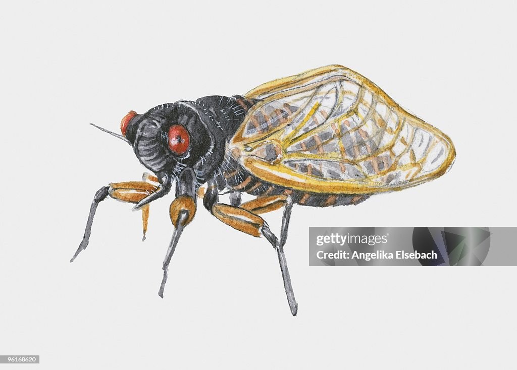 Illustration of Annual cicada (Tibicen linnei)
