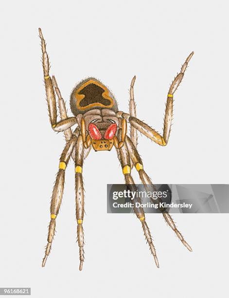 illustration of brazilian wandering spider (phoneutria spp.) - spp stock illustrations