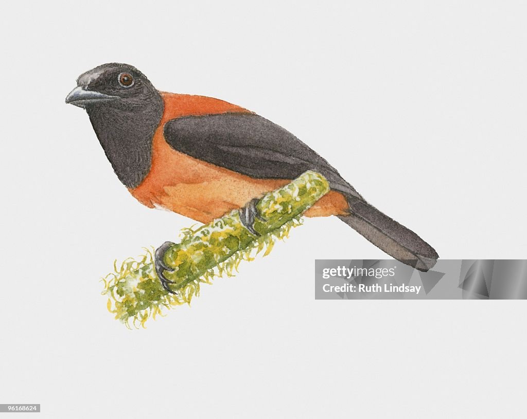 Illustration of Hooded Pitohui (Pitohui dichrous) perching on branch