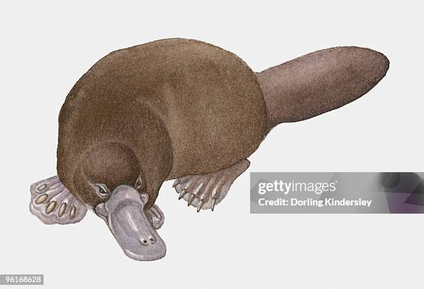 illustration of platypus (ornithorhynchus anatinus) - platypus stock illustrations