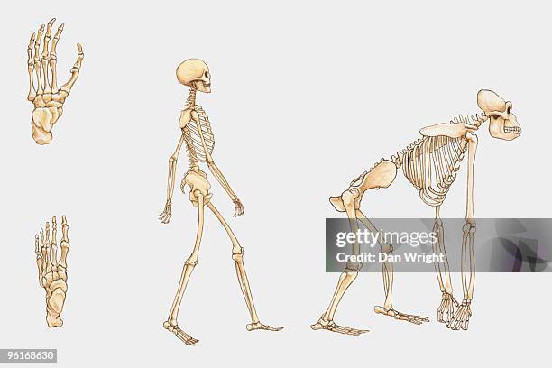 ilustraciones, imágenes clip art, dibujos animados e iconos de stock de illustration of human skeleton, gorilla skeleton, and human foot and human hand bones - esqueleto de animal