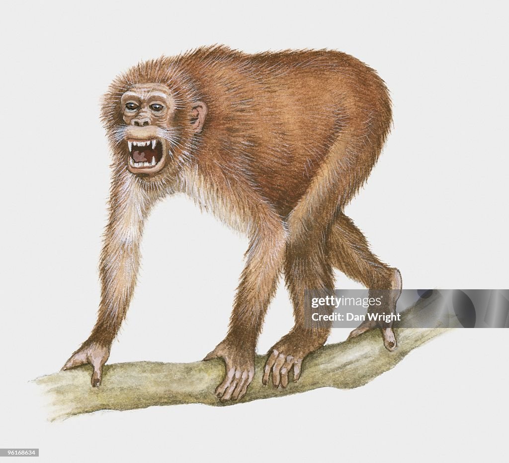 Illustration of Aegyptopithecus standing on branch